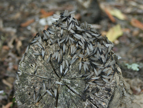 termites live in colonies