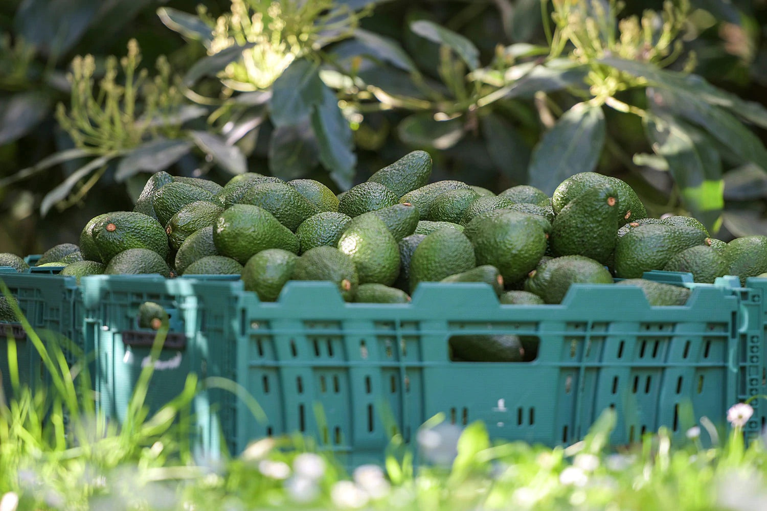 Grower Outlet Avocados