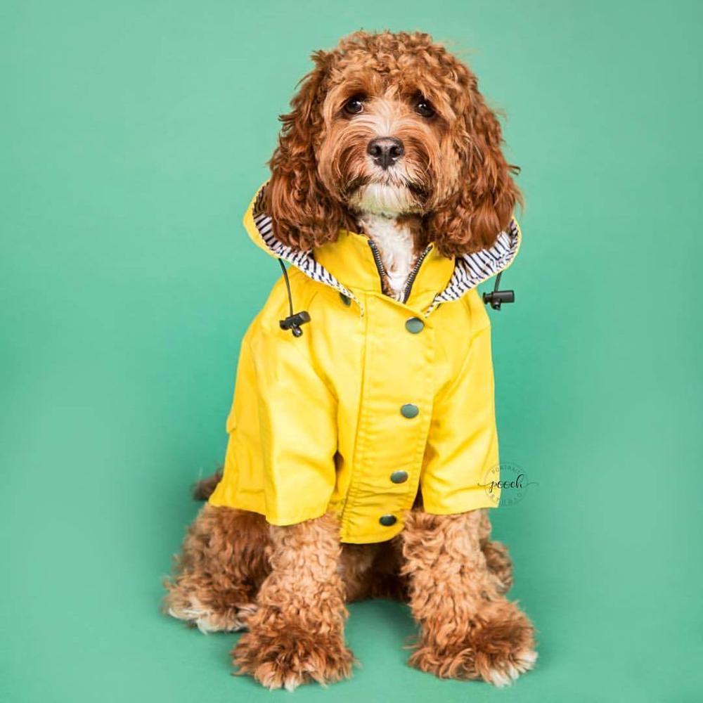 fashion pet dog raincoat