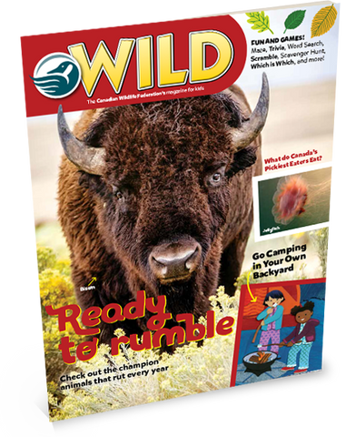 wildlife magazine