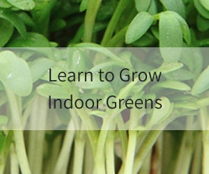 How To Grow Greens Indoors