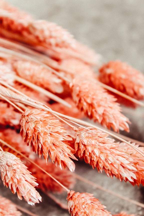 Phalaris Grass| Dried & Preserved Florals