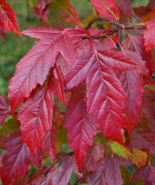 amur maple tree facts