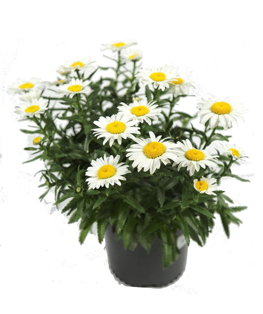 snowcap daisy