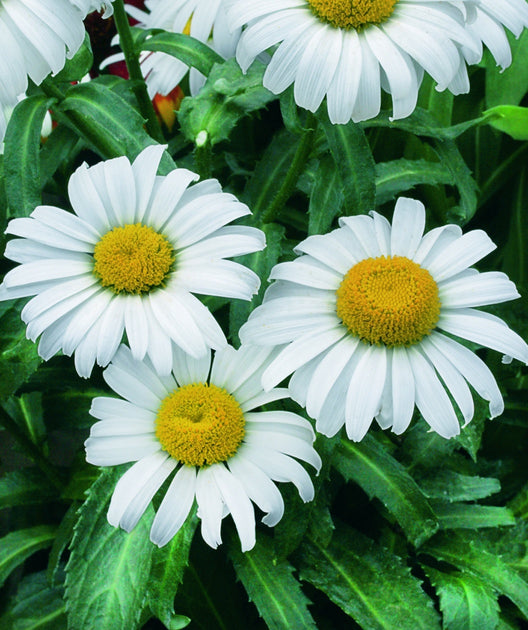 snowcap daisy