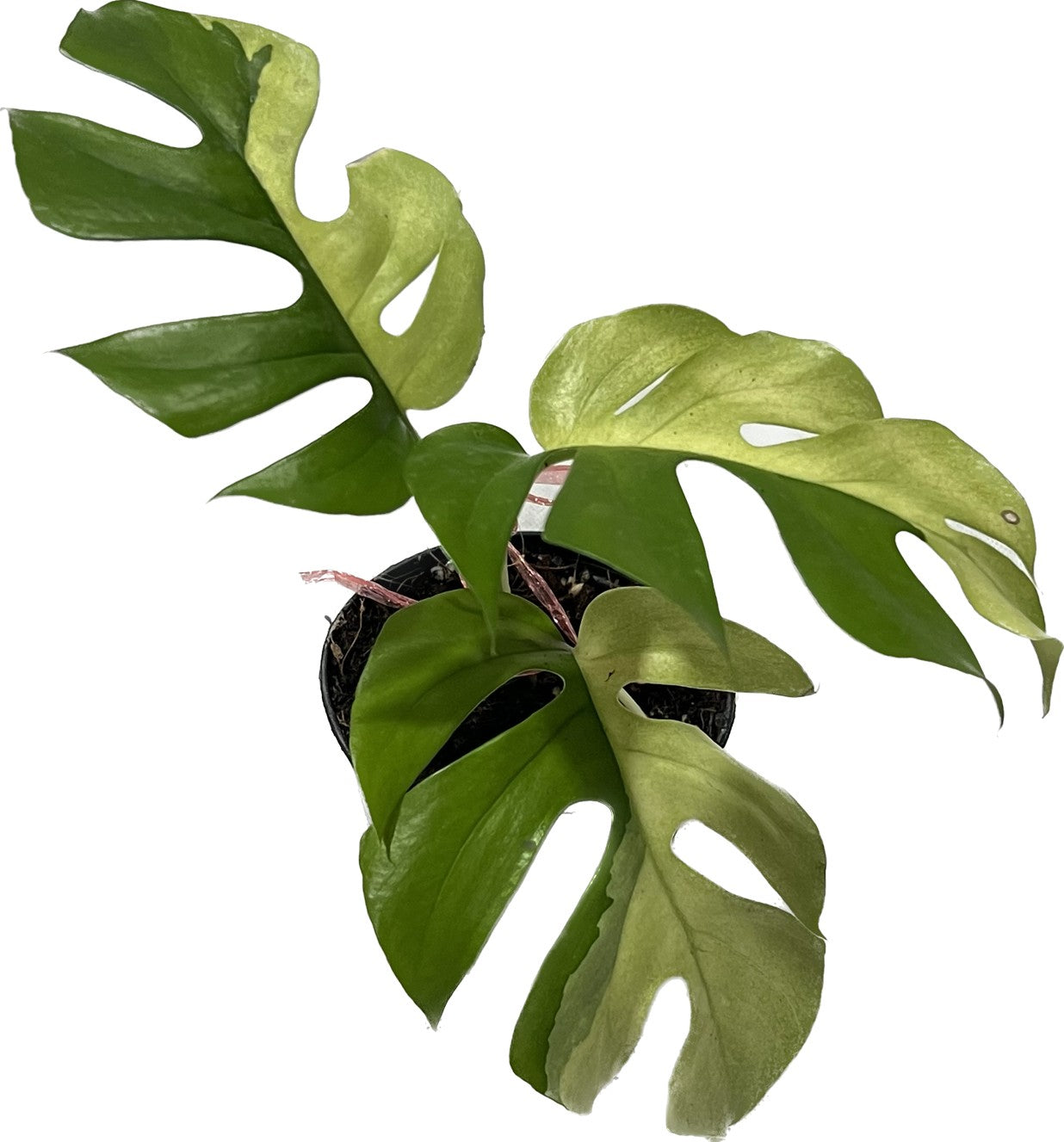 Rhaphidophora tetrasperma var from Euro | accentdental.com.au