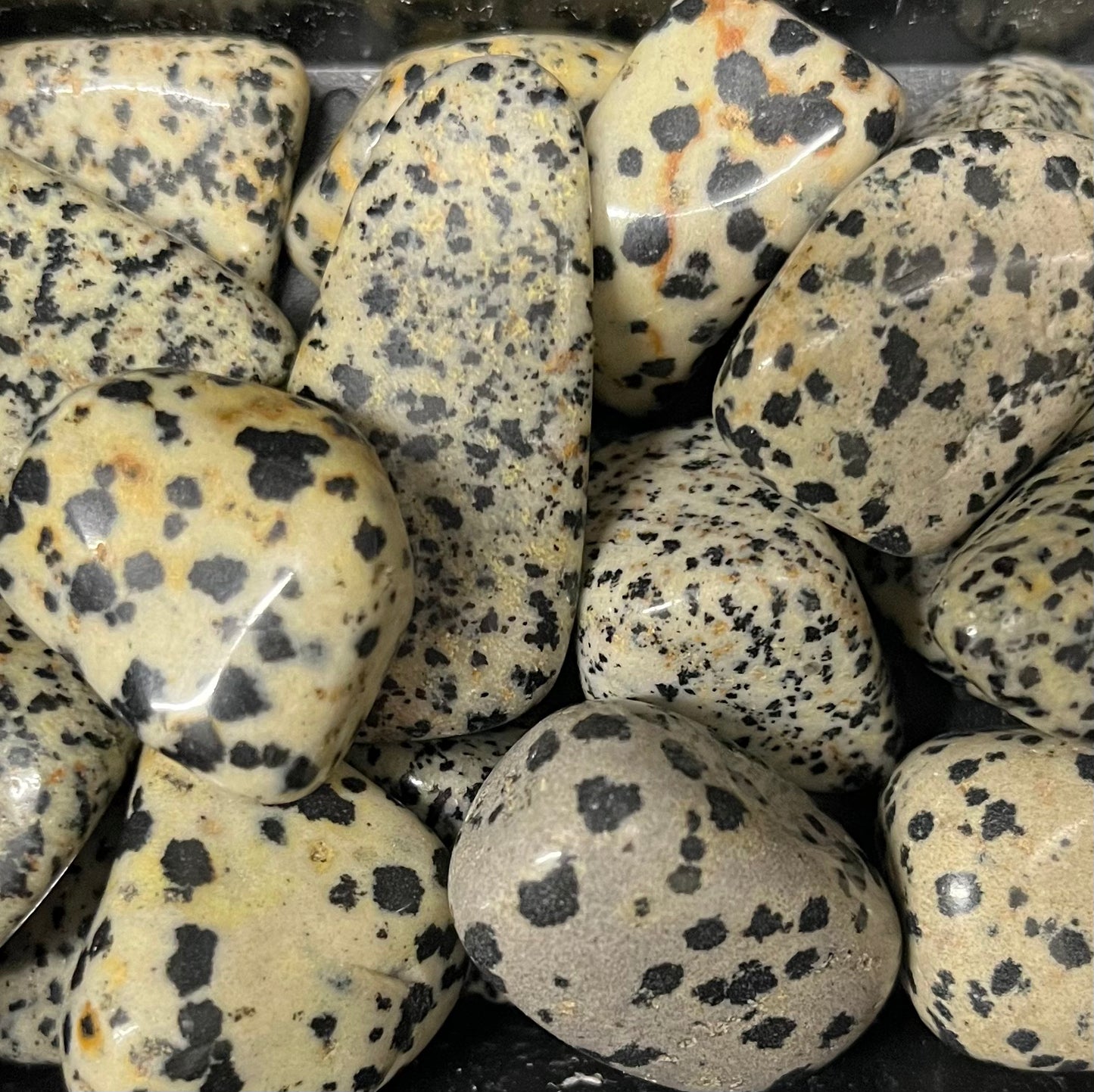 Dalmatian Jasper