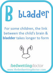 Link between the brain and the bladder