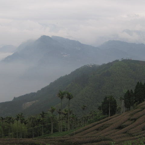 view from Meishan, near Alishan (Taiwan oolong tea)