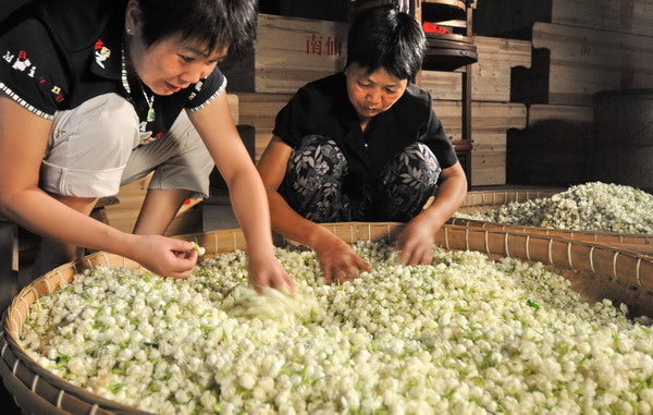 Fuzhou jasmine tea production