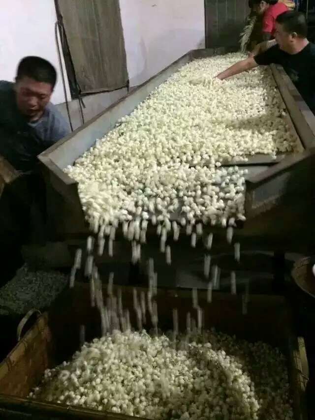 Fuzhou jasmine tea production.