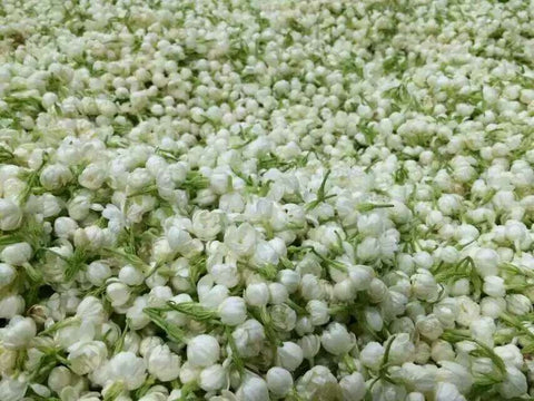 Jasmine flowers