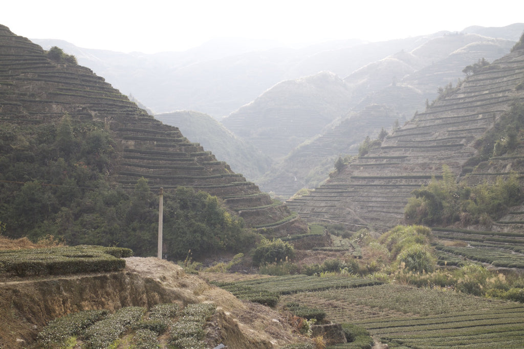 Anxi Tie Guan Yin landscape