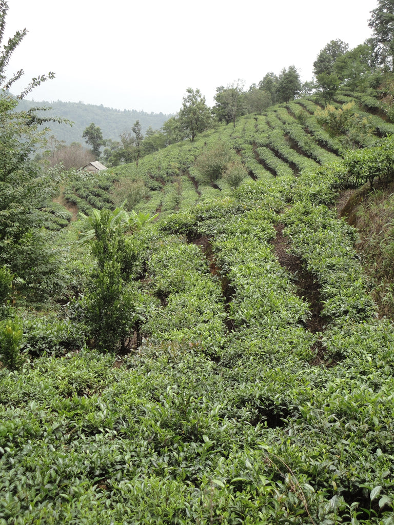 Pu'er (Puehr) tea plantation