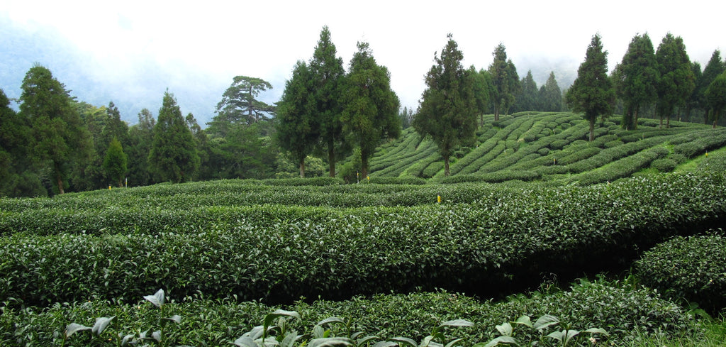 High mountain tea garden on the Lishan mountain (Taiwan)