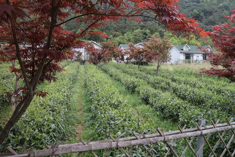 Bio Tee Felder -Organic tea garden - coltivazione di tè biologico