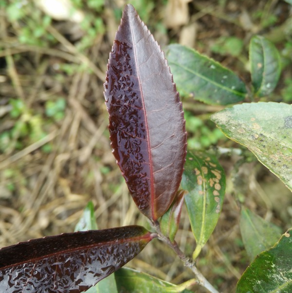 Leaves of Ji Xuan - a purple leaf tea plant