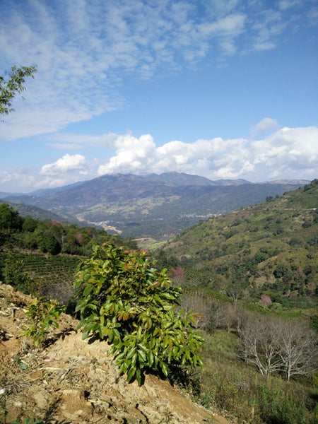 Panorama from Mengsong - a pu'er mountain