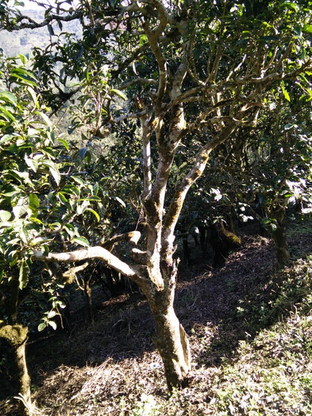 Gushu "ancient tea tree" on Mengsong Mountain (pu'er)