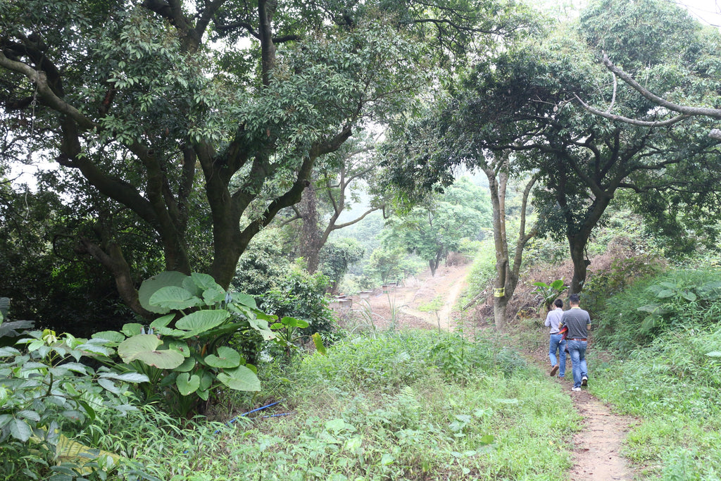 Approaching the garden