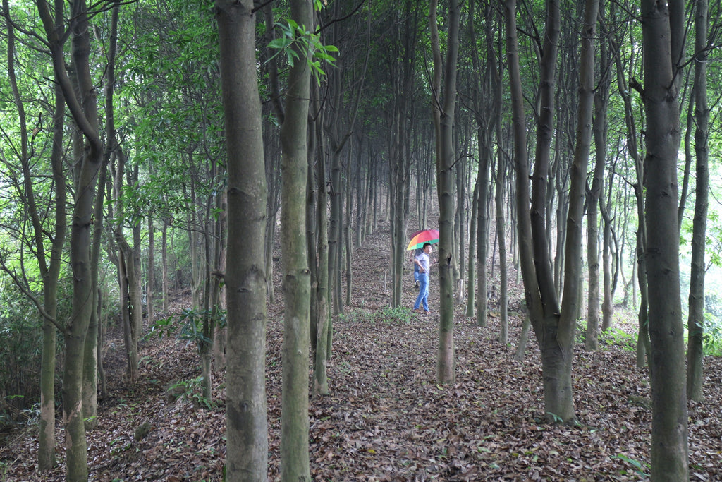 Walking through the forest near Guangzhou
