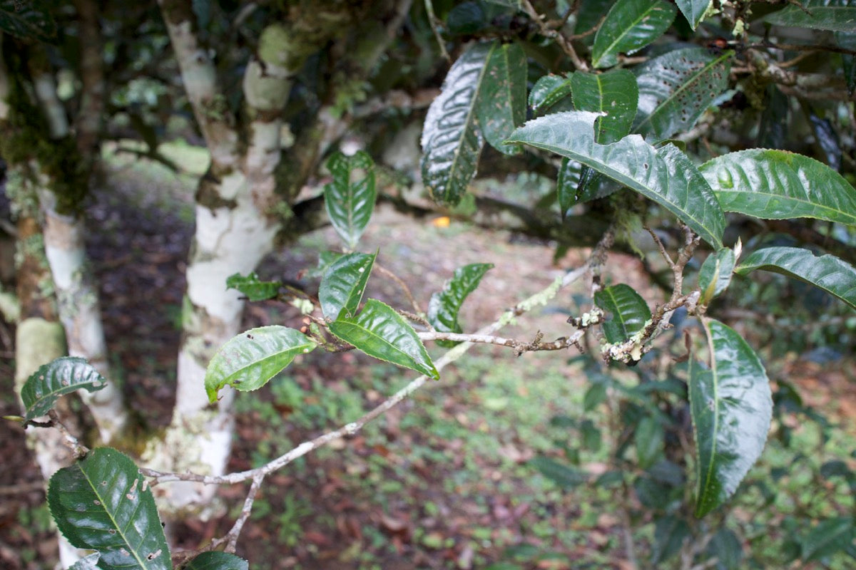 Pu'er Baum, Puehr Baum (Gushu)