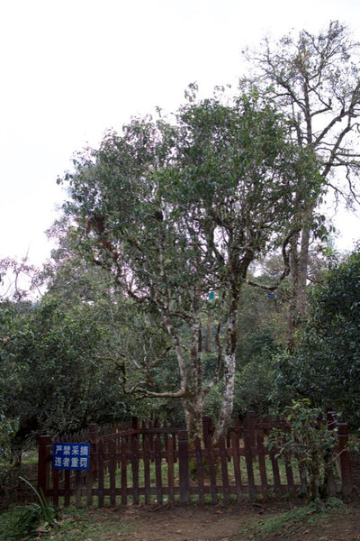 Gushu (ancient tea tree) in Laobanzhang