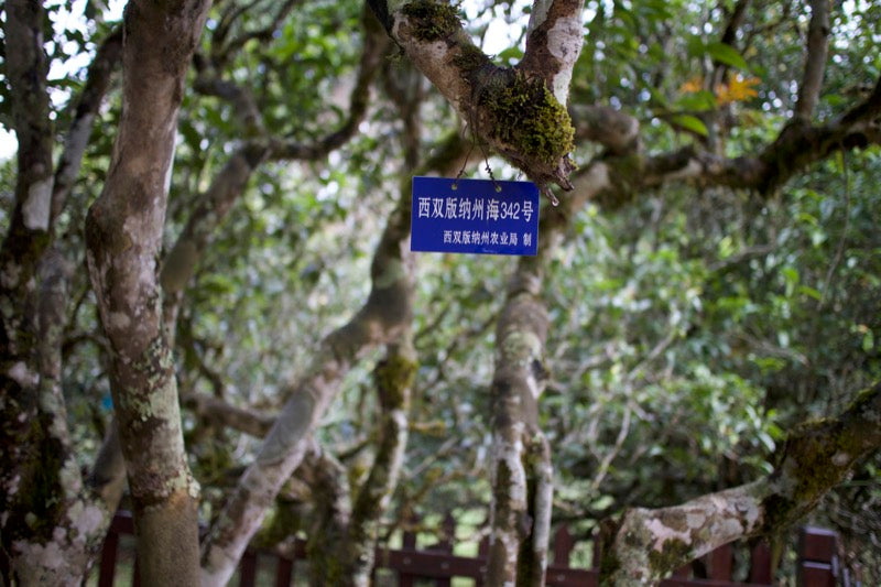 gushu (ancient tea tree) in Laobanzhang