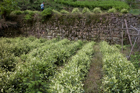 Organic Long Jing