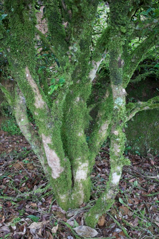 tea tree roots