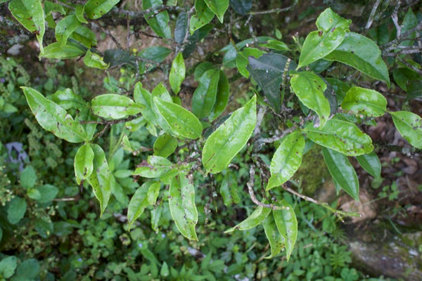 Tea leaves bitten by insects (no pesticides)