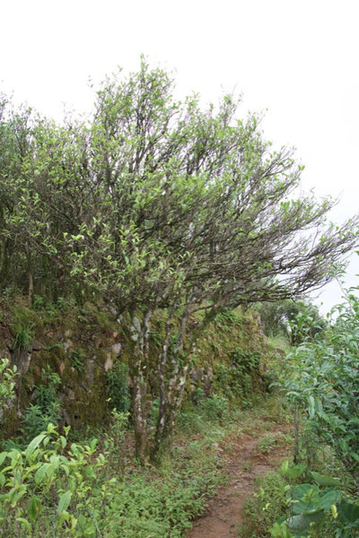 Tall tea tree