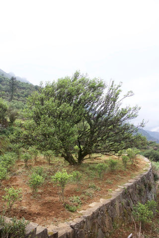 Old tee tree