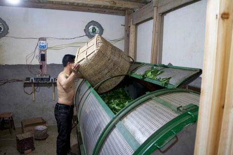Oxidation (fermentation) - Wuyi Rock tea (Yan Cha)