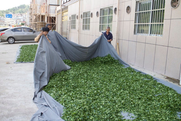 Withering - Wuyi rock tea (yan cha)