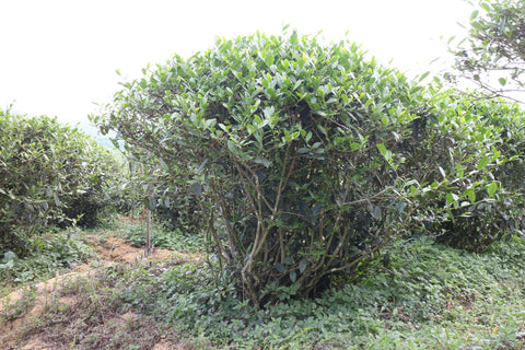 Riesenbusch von Tieguanyin