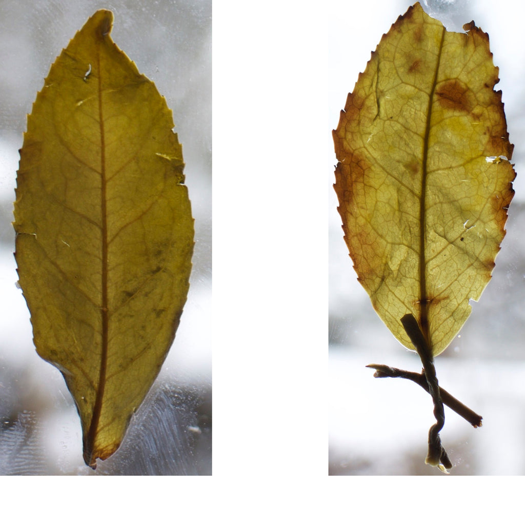 Oxidized and non oxidized oolong tea leaf