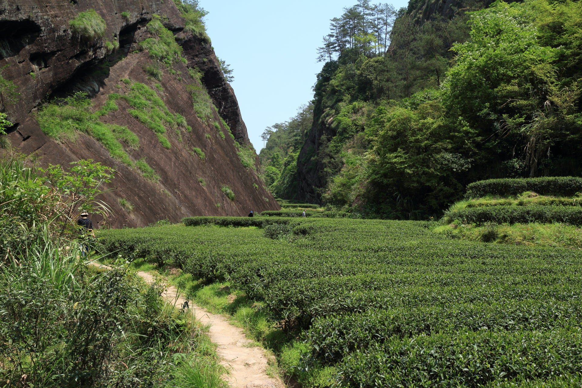 Tea bushes next to the dark cliff