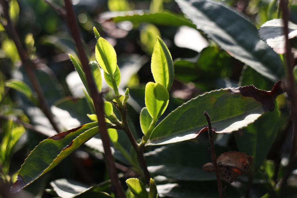 foglie di tè