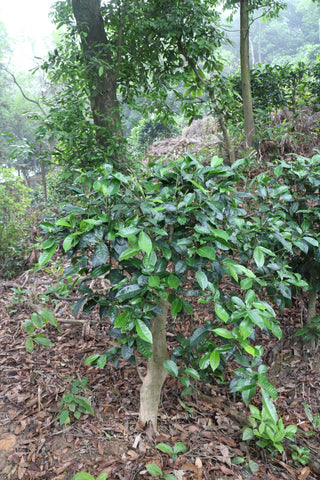 wild-growing tea bushes