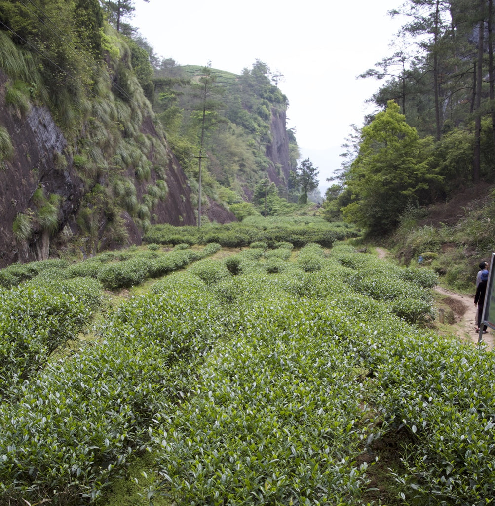 Wuyishan landscape, where Rock Tea (Yan Cha) is cultivated