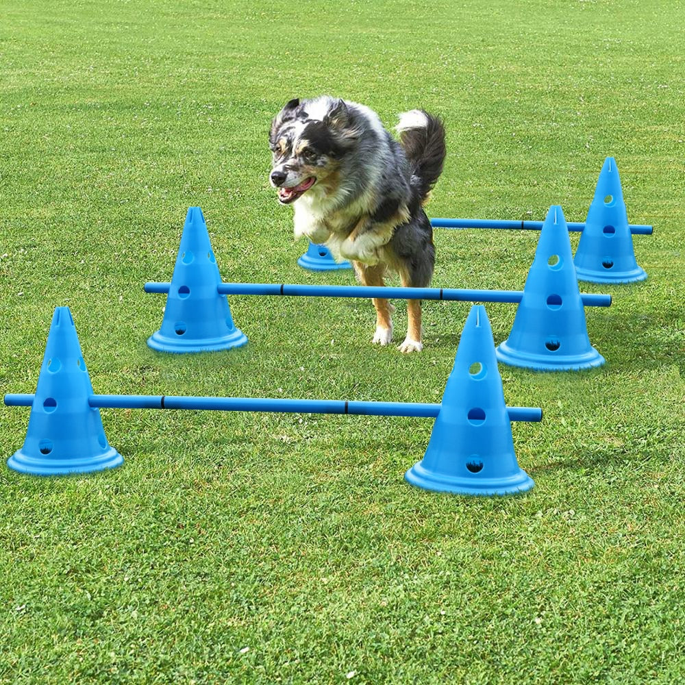 is agility training good for dogs