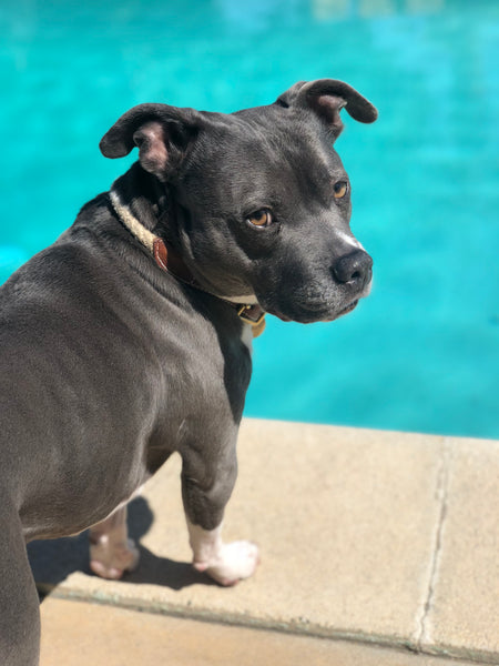 cute gray dog by swim pool