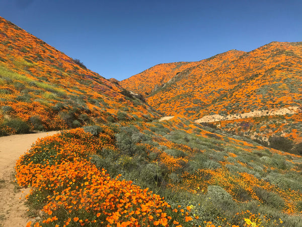 Mountain with many orange flowers. Photo by: Misa Hamamoto