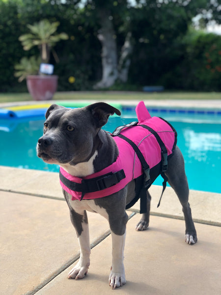 cute dog with pink swimming vest by pool