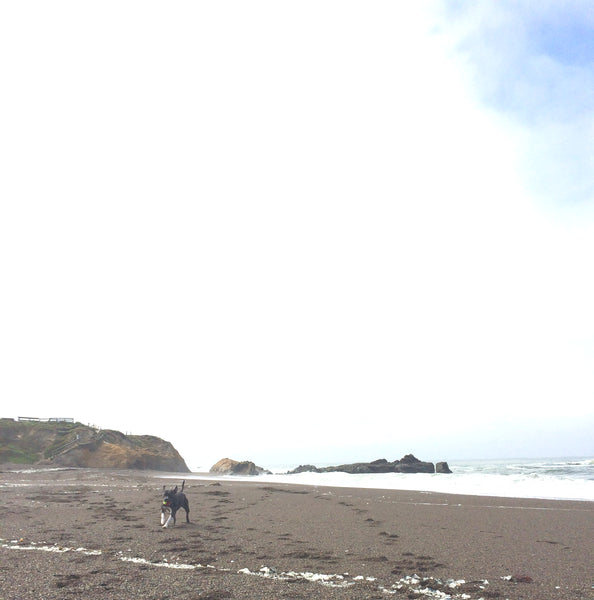 Shima on Moonstone Beach, CA