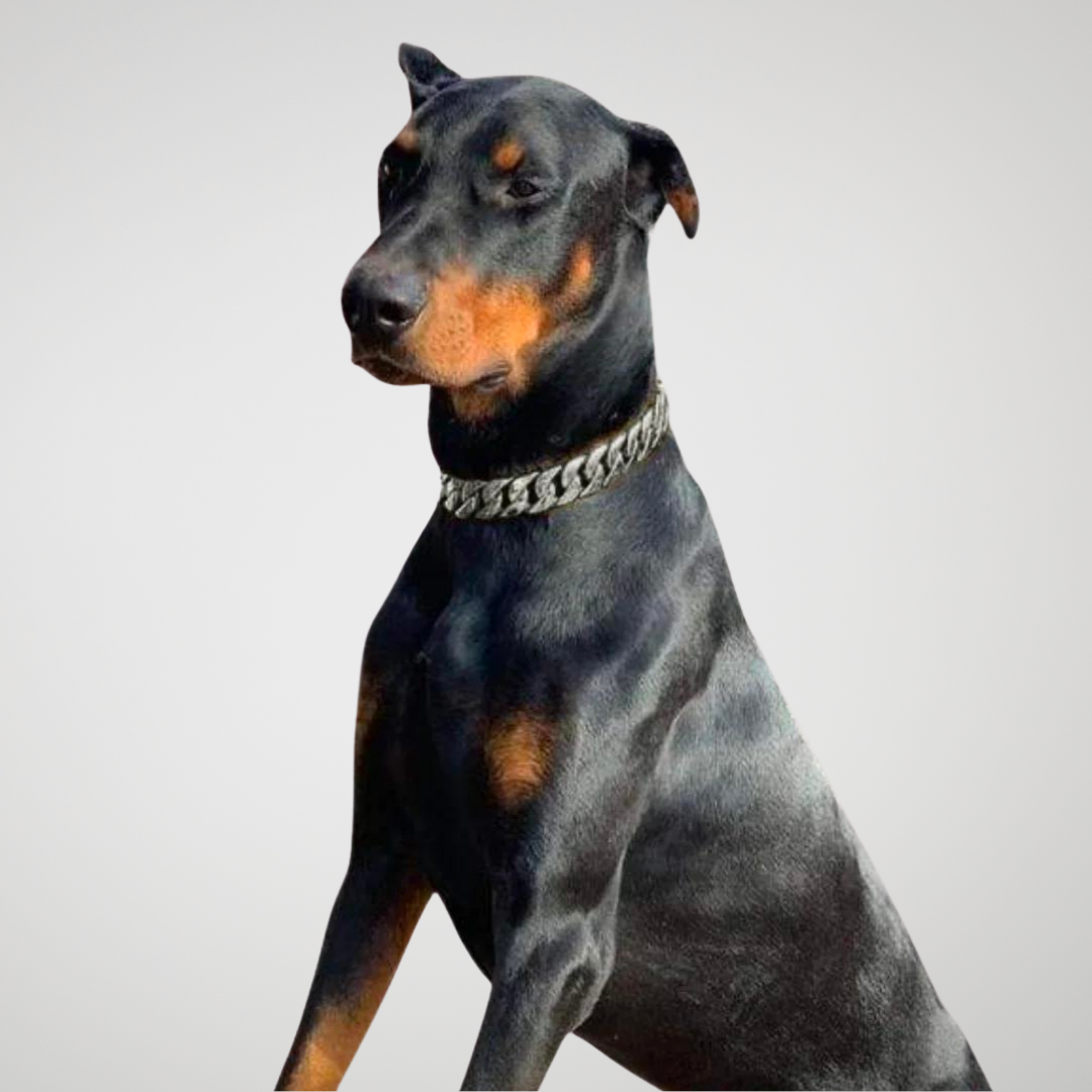 cuban link dog collar doberman