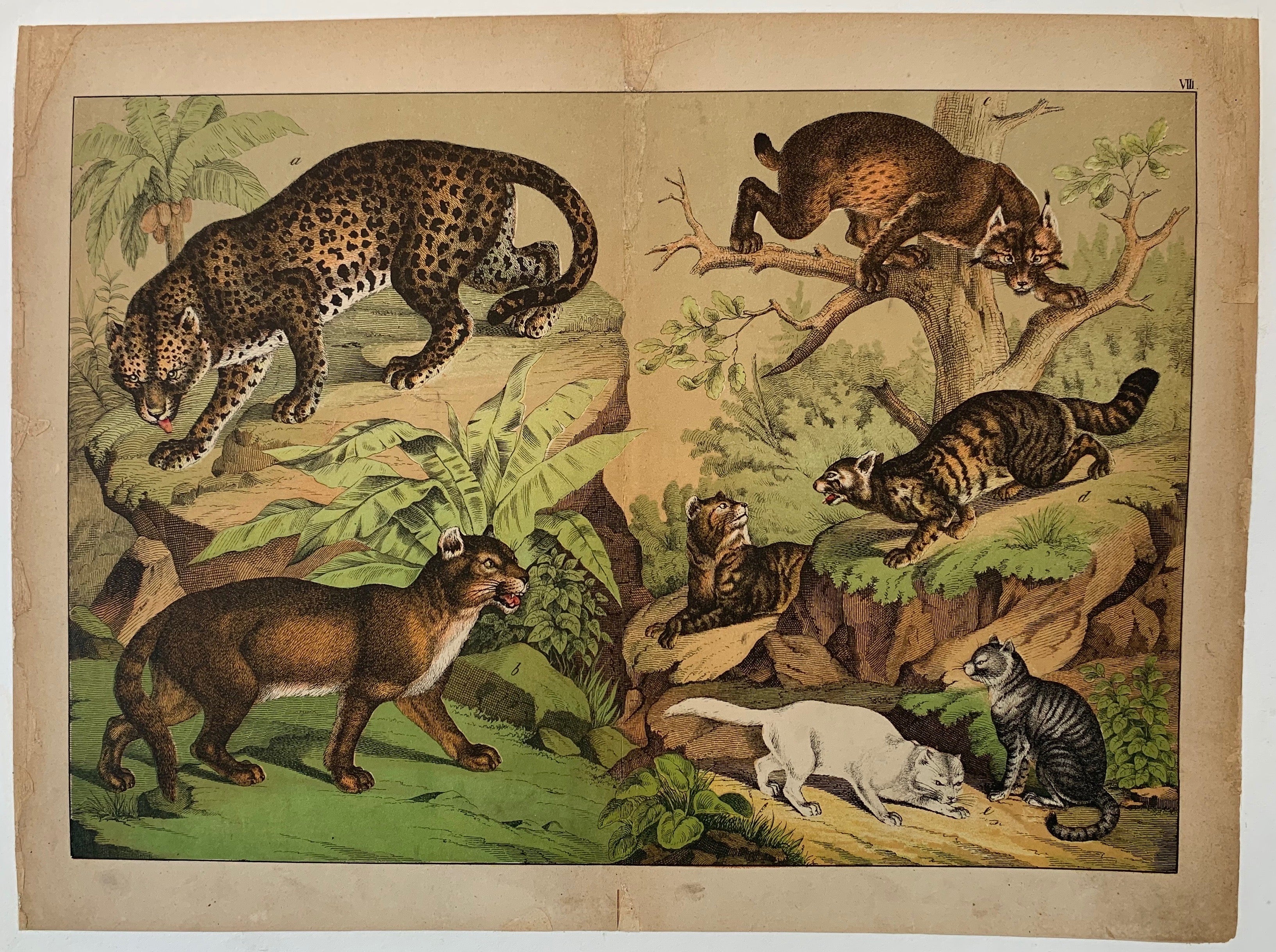 Wild Animal Types 2 – Poster Museum