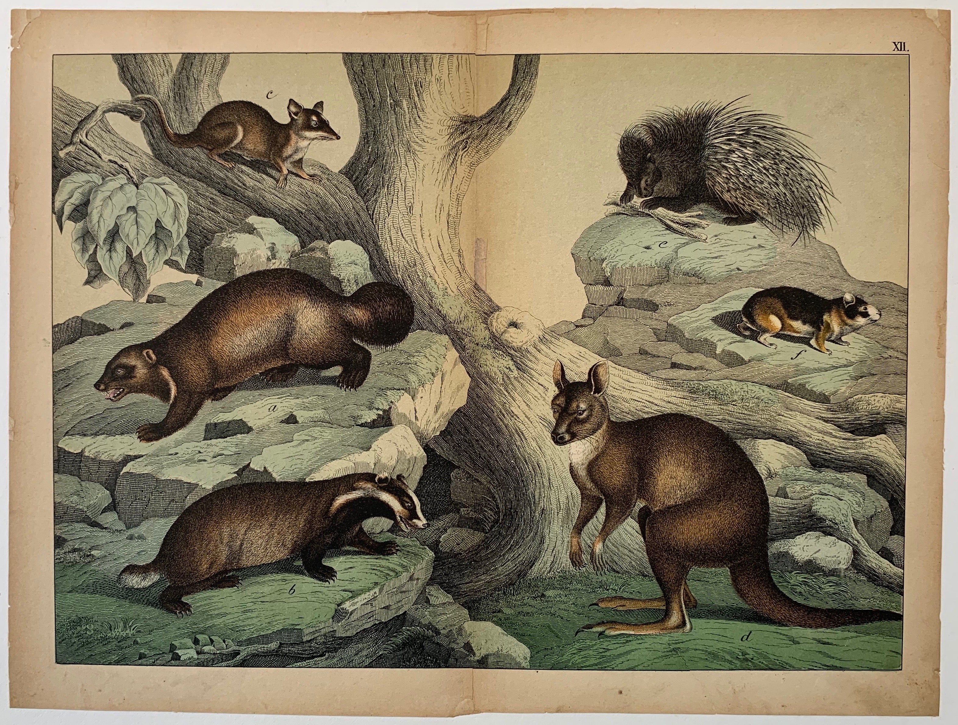 Australian Animal Types – Poster Museum