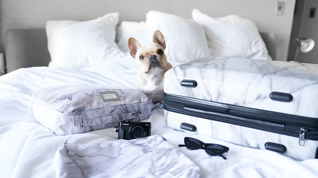 what to pack when flying with your pup